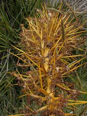 Aciphylla aurea, photograph (c) Duncan Cunningham, some rights reserved (CC BY)