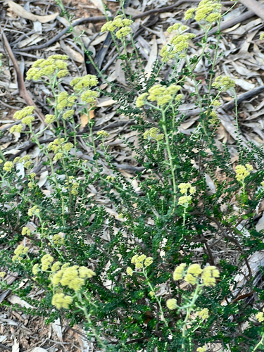 Grey Everlasting