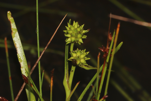 Small Bur-reed