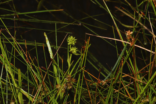 Sparganium natans, photograph 1