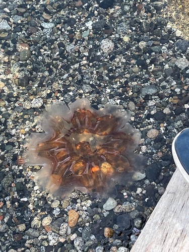 Pacific Lion's Mane Jelly