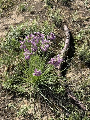 Allium mongolicum, photograph 3