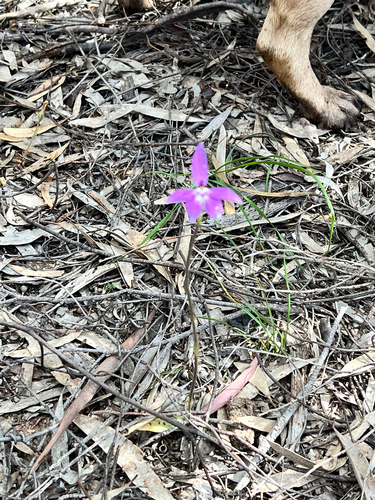 Waxlip Orchid