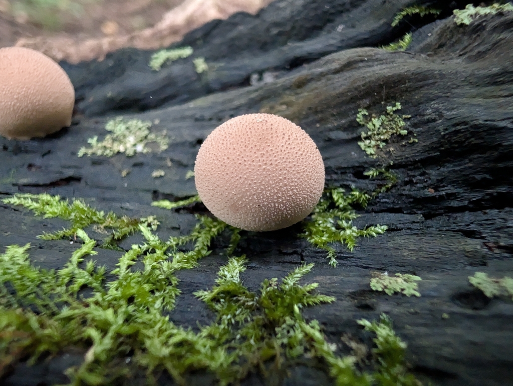 Pear-shaped Puffball · September 2026 · photo: Photo: no rights reserved · iNaturalist