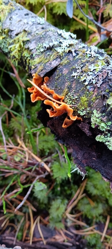 hairy curtain crust