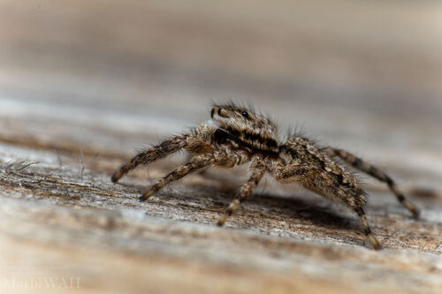 Tan Jumping Spider