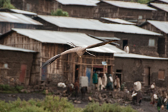 Milvus migrans aegyptius