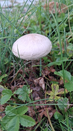 Bearded Fieldcap