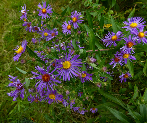 New England aster