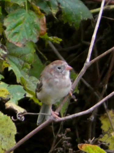 Field Sparrow
