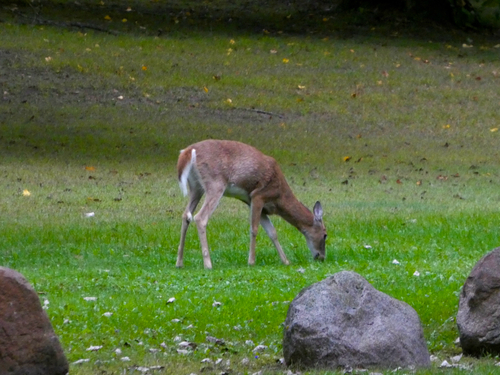 White-tailed Deer