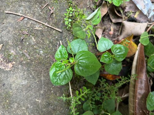 Pepper elder
