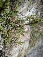Juniperus sabina, photograph (c) Mattis, some rights reserved (CC BY)