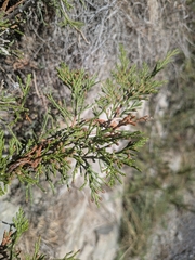 Juniperus sabina, photograph (c) Mattis, some rights reserved (CC BY)