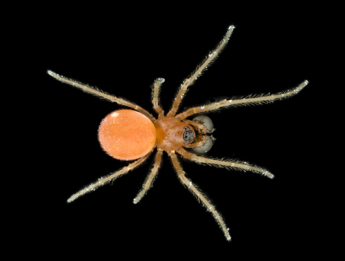Dwarf Ground Long-jawed Spider