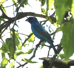 Passerina cyanea