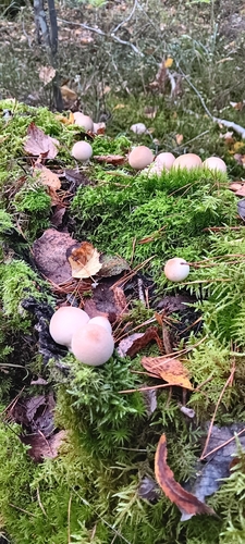 Pear-shaped Puffball