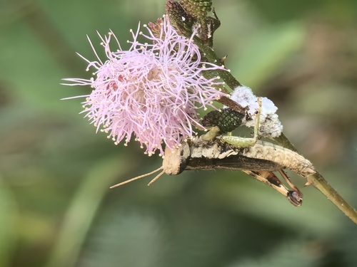 Short-winged Rice Grasshopper
