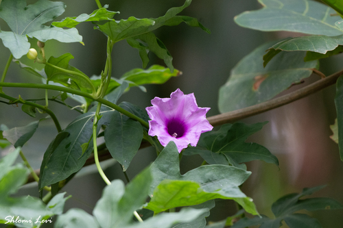 Ipomoea mauritiana observed 2026-09-12