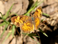 Phyciodes tharos