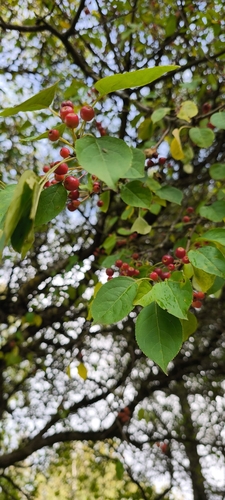 Siberian crabapple