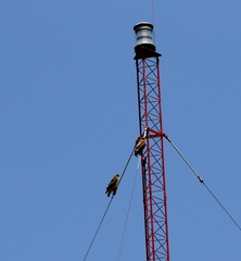Buteo jamaicensis