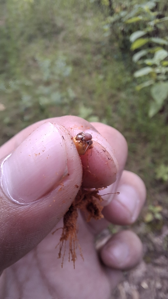 Amphibolips hidalgoensis