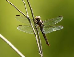 Orthemis ferruginea