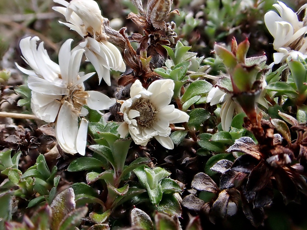 Anaphalioides bellidioides; photograph (c) Duncan Cunningham, some rights reserved (CC BY)