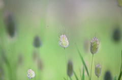 Lagurus ovatus, photograph (c) Nik Mulconray, some rights reserved (CC BY)