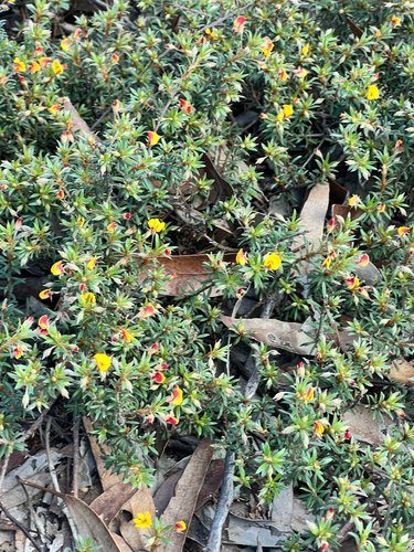 matted bush-pea