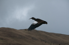 Bostrychia carunculata