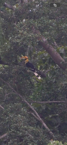 Great Hornbill