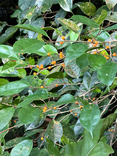 Ficus heteropleura observed 2026-09-21