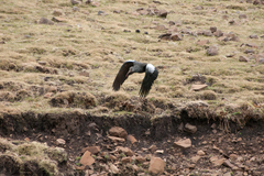 Bostrychia carunculata