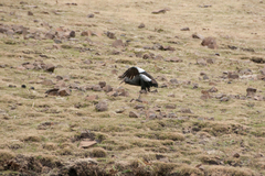 Bostrychia carunculata