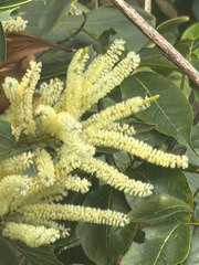 Acacia mangium, photograph (c) Aaron Liston, some rights reserved (CC BY)