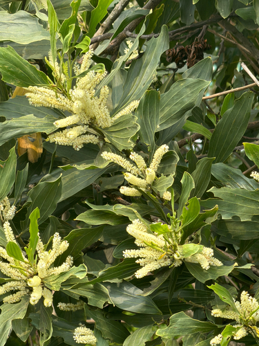 Acacia mangium, photograph 6