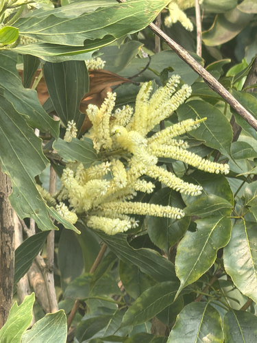 Acacia mangium