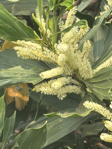 Acacia mangium, photograph 5