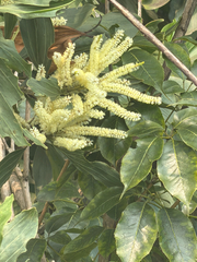 Acacia mangium, photograph (c) Aaron Liston, some rights reserved (CC BY)