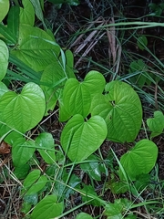 Dioscorea bulbifera, photograph (c) xanderferret, some rights reserved (CC BY)