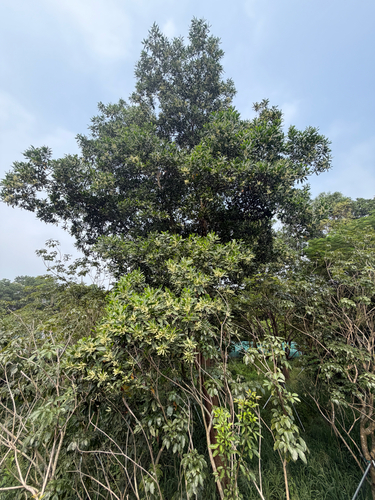 Acacia mangium, photograph 2