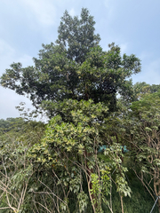 Acacia mangium, photograph (c) Aaron Liston, some rights reserved (CC BY)