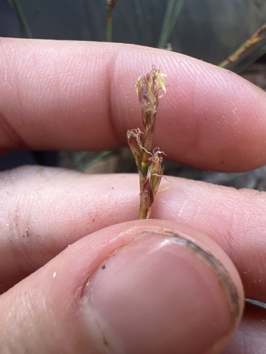 Machaerina juncea observed 2026-09-21
