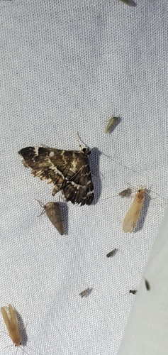 Spotted Beet Webworm Moth