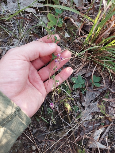 Lespedeza procumbens, photograph 1
