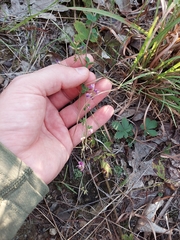 Lespedeza procumbens