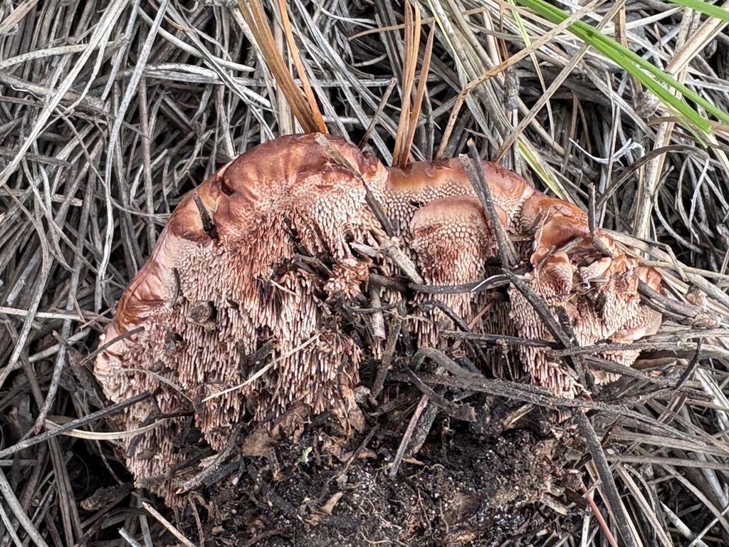 Hydnellum sp. 'peckii-BE16' · September 2026 · photo: Photo: (c) ewasiukb, some rights reserved (CC BY) · iNaturalist