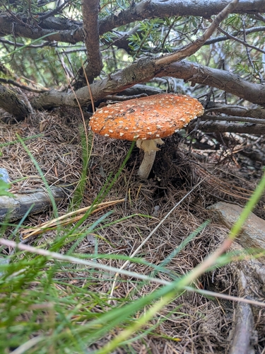 Fly Agaric